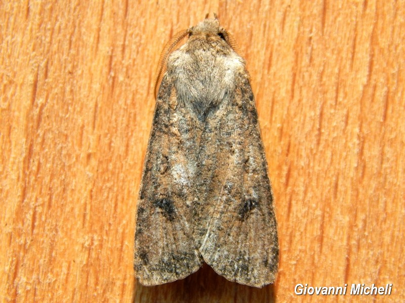 Altra noctuidae da ID - Cfr. Agrotis trux